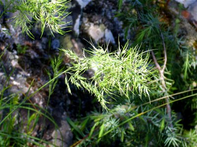 Poa bulbosa inflorescence, Sierra Madrona, Ciudad Real, Spain
