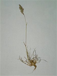 Poa bulbosa herbarium sheet of a specimen affected by ergot // Pliego de ejemplar de Poa bulbosa afectado de cornezuelo