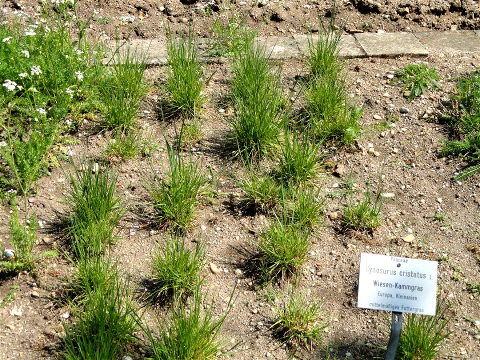Cynosurus cristatus specimen in the Botanischer Garten München-Nymphenburg, Munich, Germany.