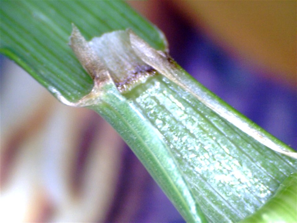 Crested dogstail grass ligule