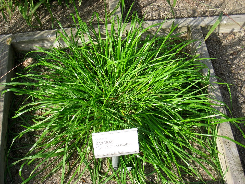 Cynosurus cristatus - Oslo botanical garden, Oslo, Norway.