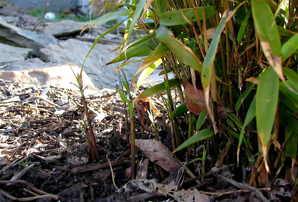 New shoots in April of 2007.