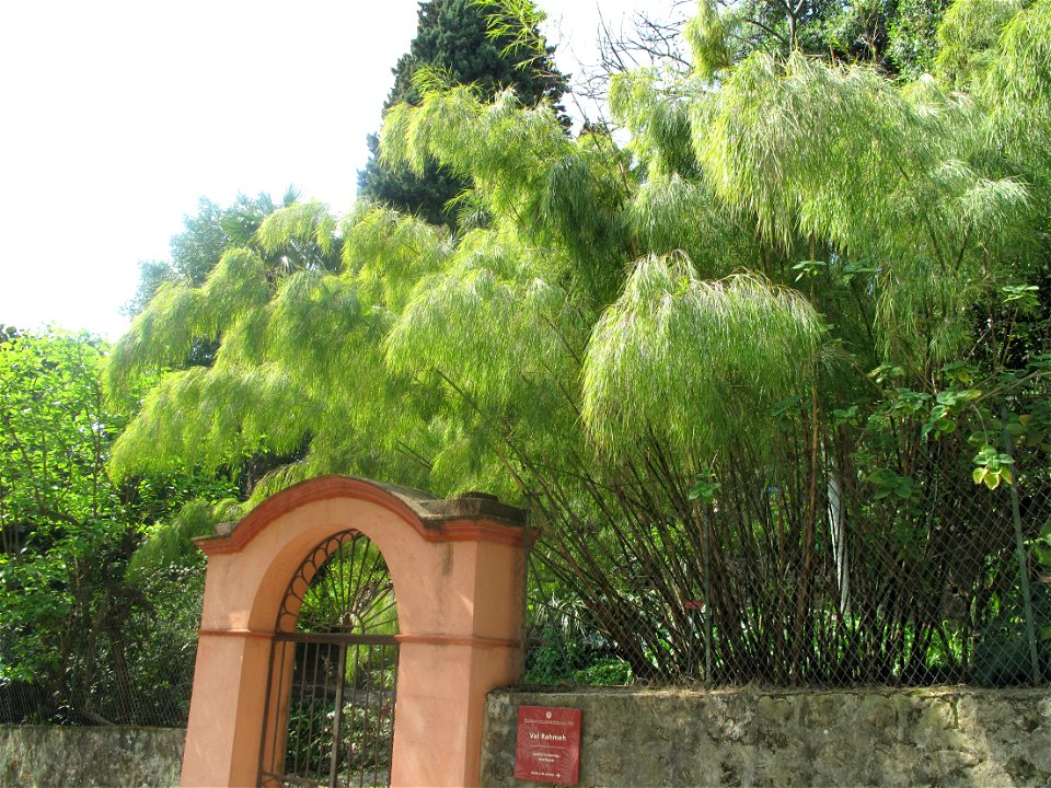 Bambusaceae at the secondary entrance of the Val-Rameh garden in Menton (Alpes-Maritimes, France). Probably Otatea acuminata.