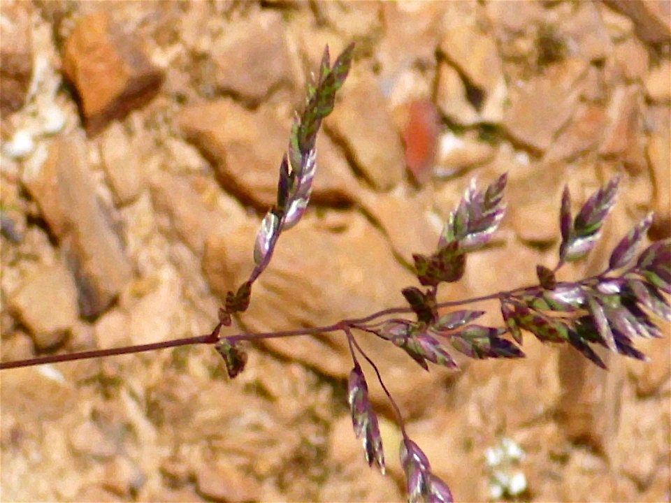 Agrostis canina close up, Sierra Madrona, Spain