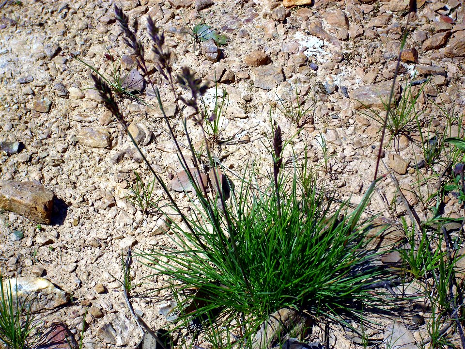 Agrostis canina habit, Sierra Madrona, Spain