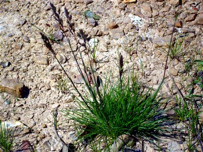 Agrostis canina habit, Sierra Madrona, Spain