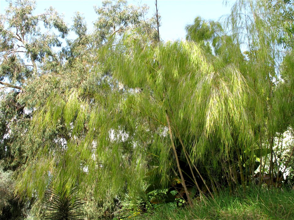 Otatea acuminata in the jardin des Serres de la Madone in Menton (Alpes-Maritimes, France). Identified by its botanic label.