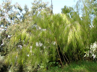 Otatea acuminata in the jardin des Serres de la Madone in Menton (Alpes-Maritimes, France). Identified by its botanic label.