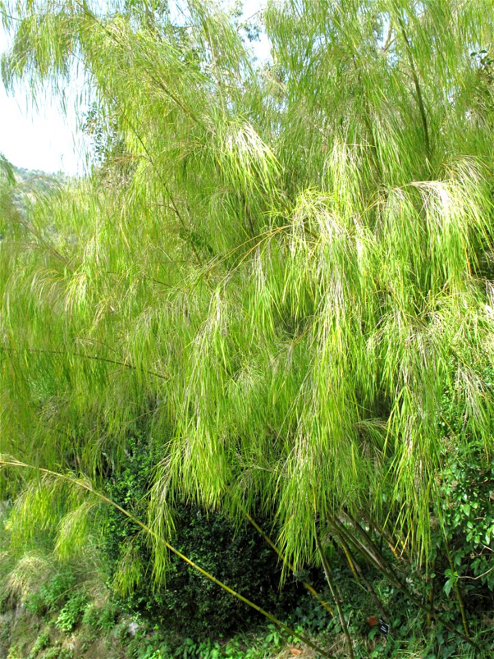 Otatea acuminata in the jardin des Serres de la Madone in Menton (Alpes-Maritimes, France). Identified by its botanic label.