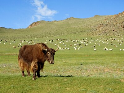 Alpine meadow cattle mountains photo