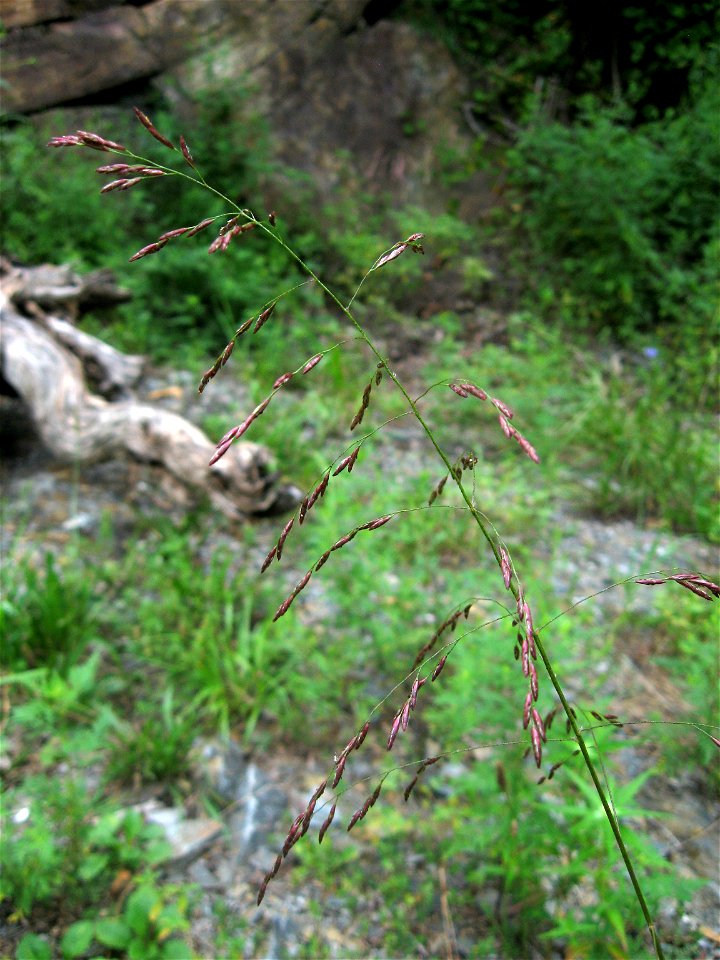 Tridens flavus, growing at roadside opening at the base of the Ocoee River gorge, Polk County, Tennessee.