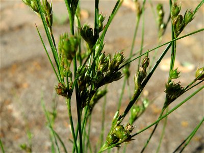 Zarte Binse (Juncus tenuis) auf Pflasterstein in Hockenheim