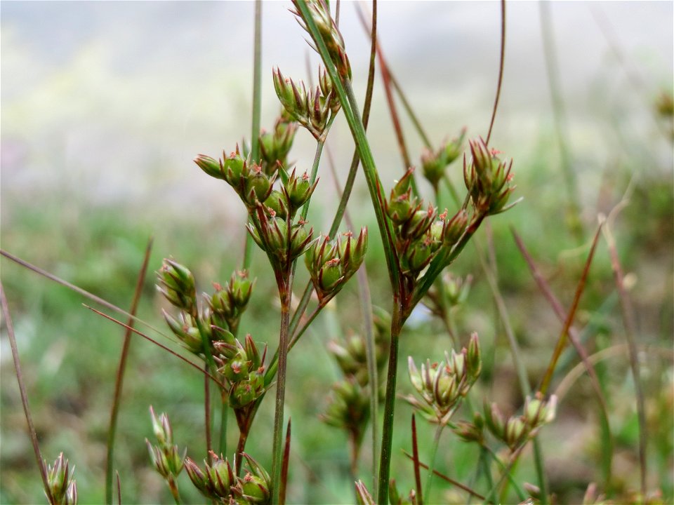 Zarte Binse (Juncus tenuis) im Bürgerpark Saarbrücken