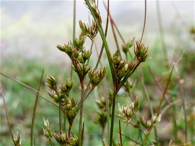 Zarte Binse (Juncus tenuis) im Bürgerpark Saarbrücken