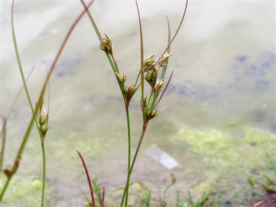 Zarte Binse (Juncus tenuis) im Bürgerpark Saarbrücken