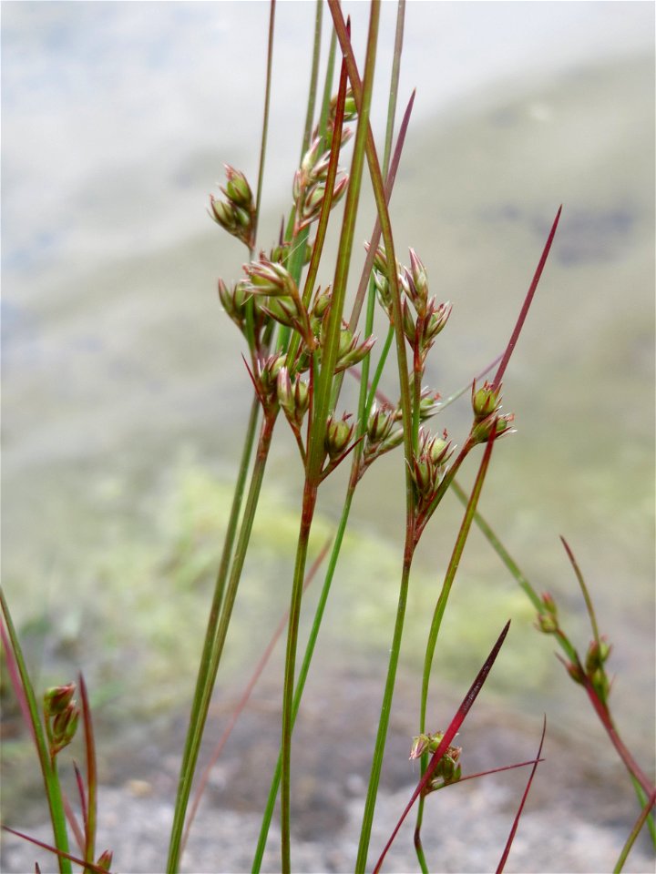 Zarte Binse (Juncus tenuis) im Bürgerpark Saarbrücken