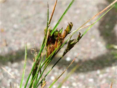 Zarte Binse (Juncus tenuis) auf Pflasterstein in Hockenheim