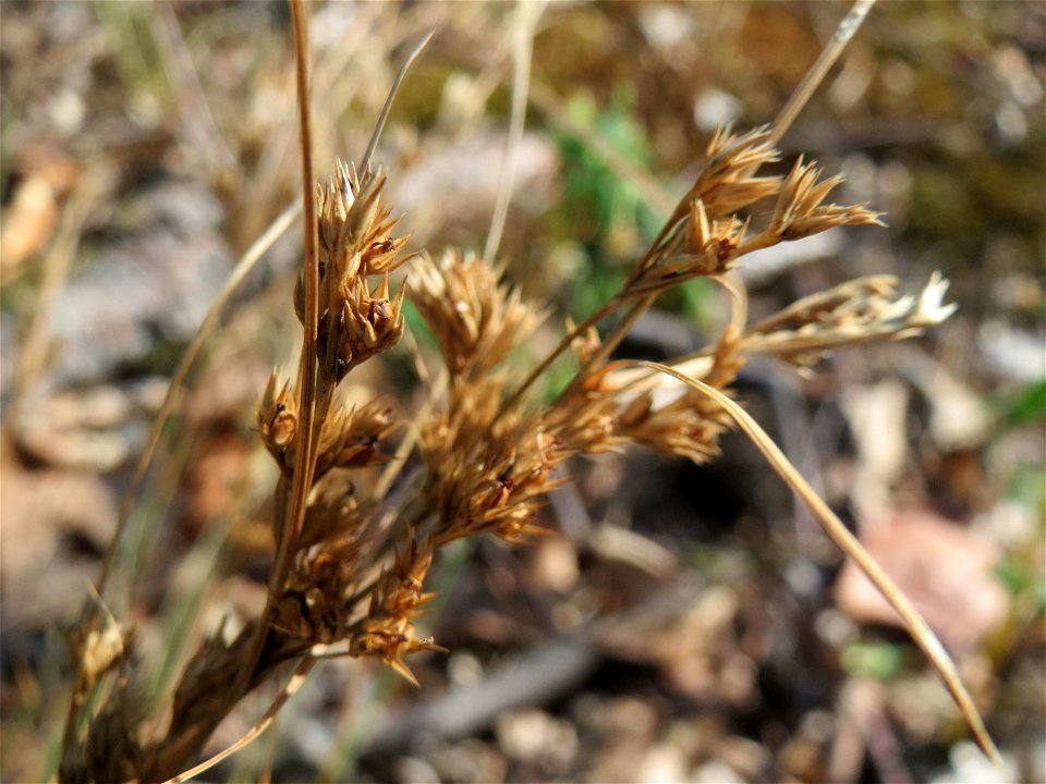 Juncus tenuis im Schwetzinger Hardt