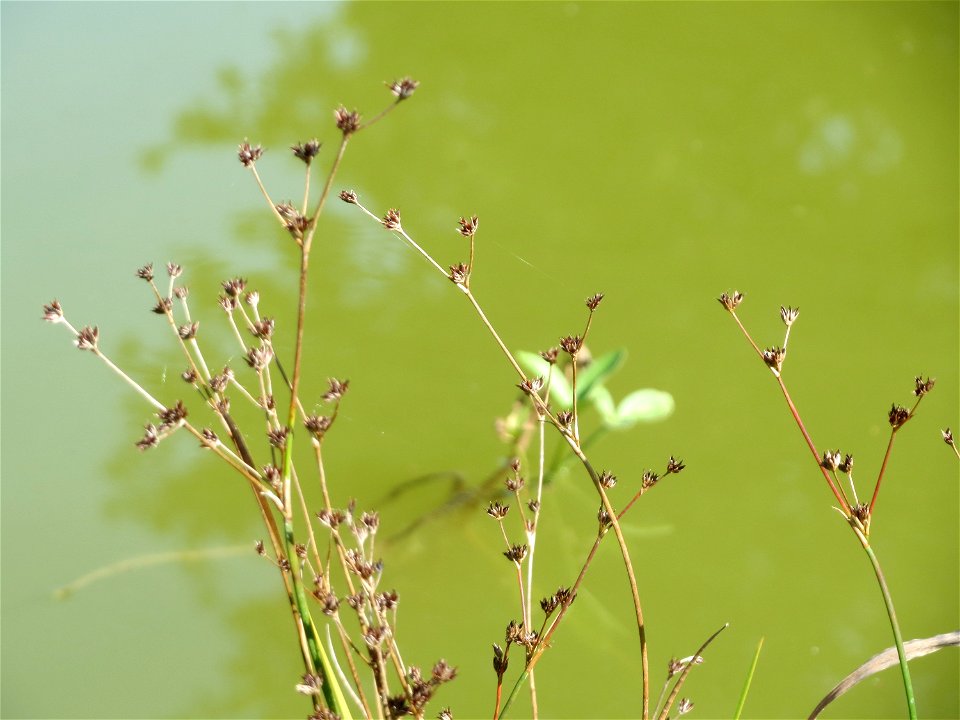 Glieder-Binse (Juncus articulatus) im Landesgartenschaupark Hockenheim