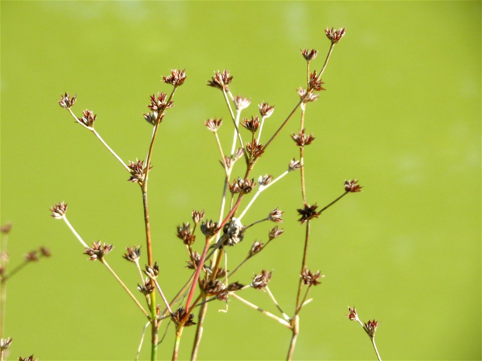 Glieder-Binse (Juncus articulatus) im Landesgartenschaupark Hockenheim