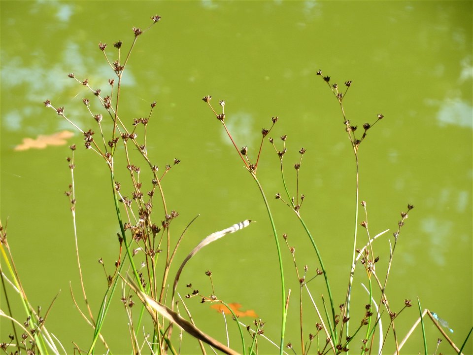 Glieder-Binse (Juncus articulatus) im Landesgartenschaupark Hockenheim