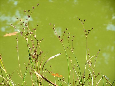 Glieder-Binse (Juncus articulatus) im Landesgartenschaupark Hockenheim