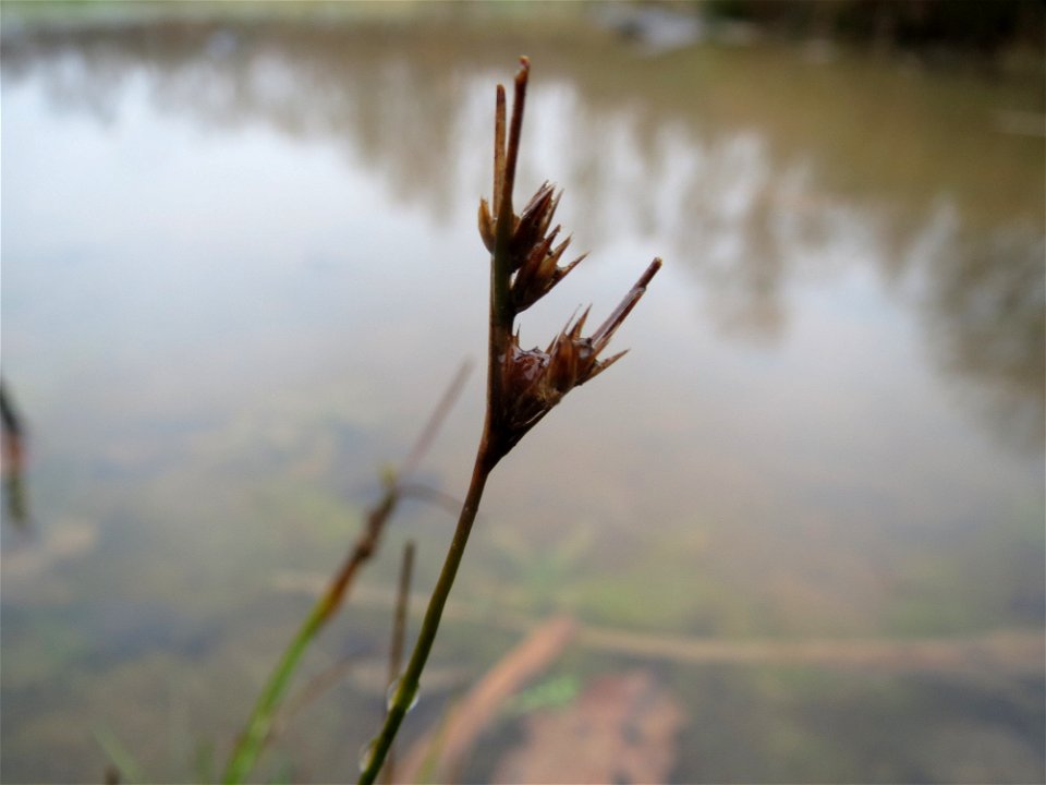 Zarte Binse (Juncus tenuis) beim Steinbachschacht