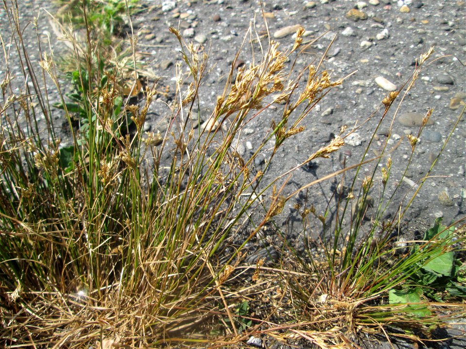 Zarte Binse (Juncus tenuis) im Rinnstein in Hockenheim