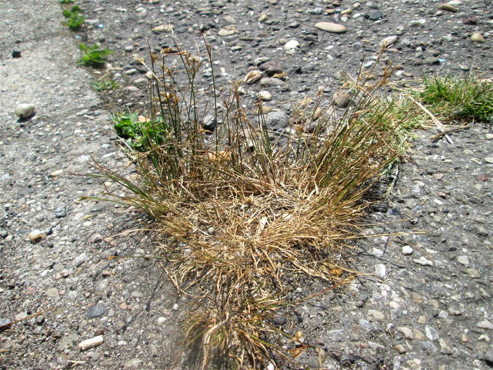 Zarte Binse (Juncus tenuis) im Rinnstein in Hockenheim