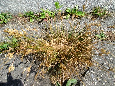 Zarte Binse (Juncus tenuis) im Rinnstein in Hockenheim