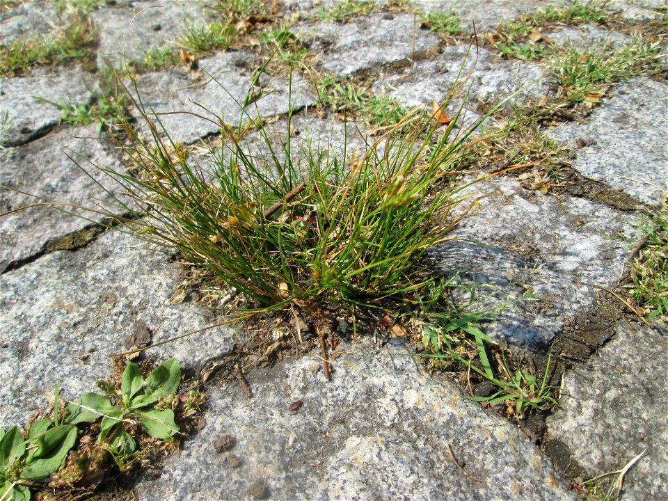 Zarte Binse (Juncus tenuis) auf Pflasterstein in Saarbrücken
