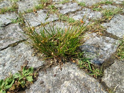 Zarte Binse (Juncus tenuis) auf Pflasterstein in Saarbrücken