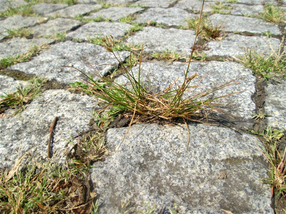 Zarte Binse (Juncus tenuis) auf Pflasterstein in Saarbrücken
