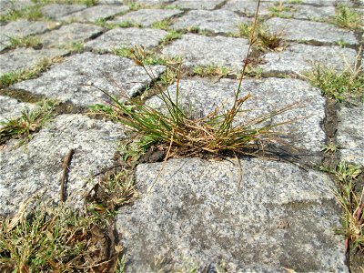 Zarte Binse (Juncus tenuis) auf Pflasterstein in Saarbrücken