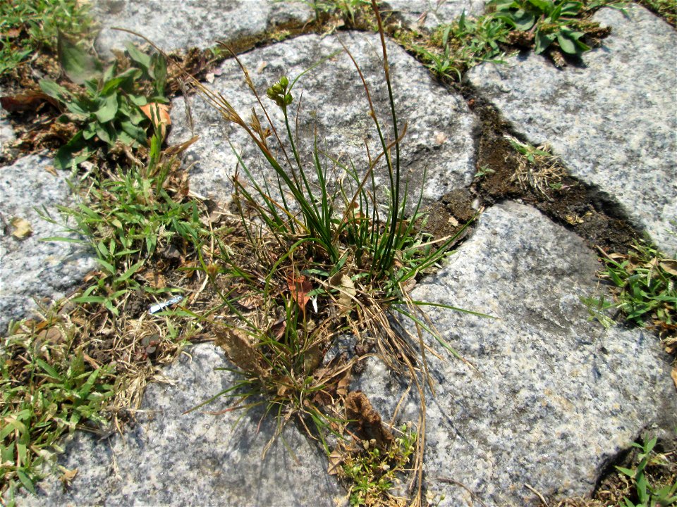Zarte Binse (Juncus tenuis) auf Pflasterstein in Saarbrücken