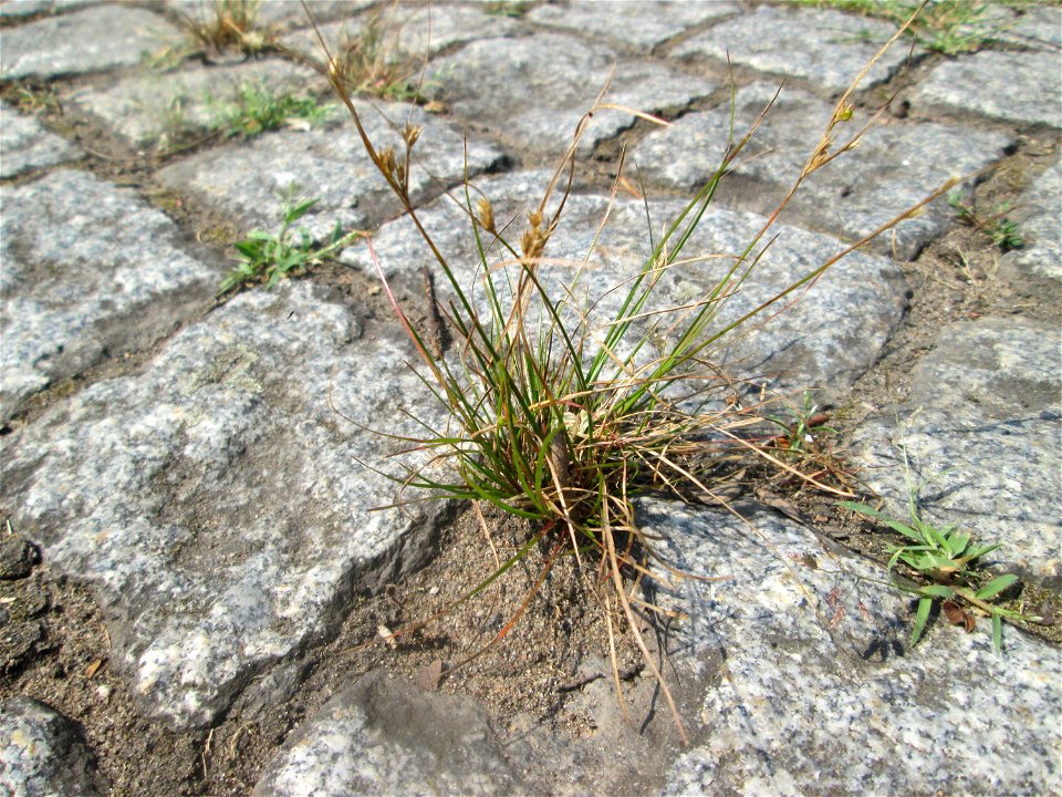 Zarte Binse (Juncus tenuis) auf Pflasterstein in Saarbrücken