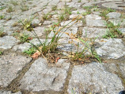 Zarte Binse (Juncus tenuis) auf Pflasterstein in Saarbrücken