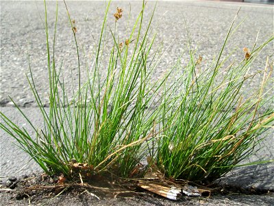 Zarte Binse (Juncus tenuis) im Rinnstein in Hockenheim