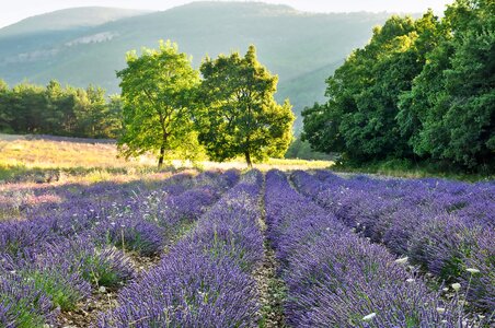 Lavender field lavender blossom blooming field of lavender photo