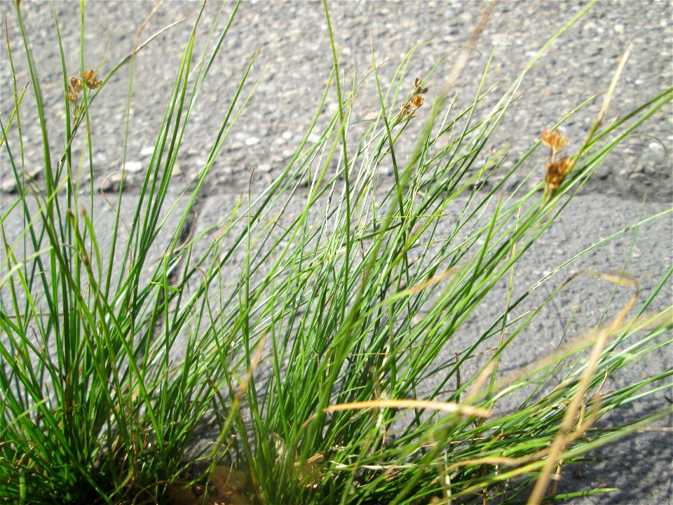 Zarte Binse (Juncus tenuis) im Rinnstein in Hockenheim