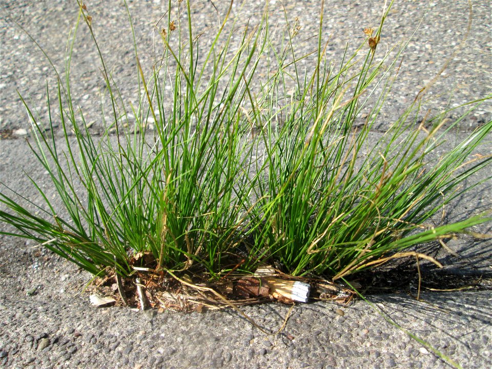 Zarte Binse (Juncus tenuis) im Rinnstein in Hockenheim
