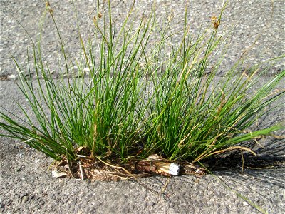 Zarte Binse (Juncus tenuis) im Rinnstein in Hockenheim