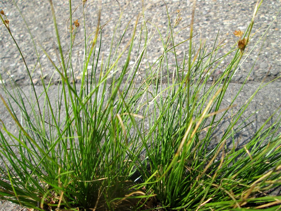 Zarte Binse (Juncus tenuis) im Rinnstein in Hockenheim