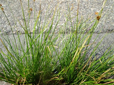 Zarte Binse (Juncus tenuis) im Rinnstein in Hockenheim