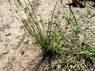 Zarte Binse (Juncus tenuis) am Hauptfriedhof Saarbrücken