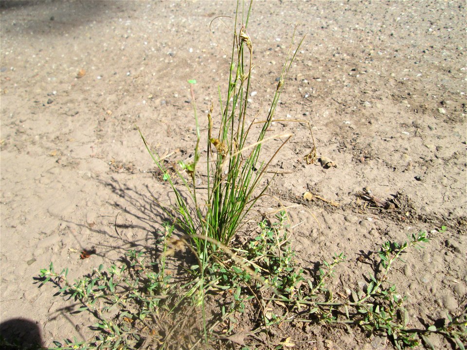 Zarte Binse (Juncus tenuis) am Hauptfriedhof Saarbrücken