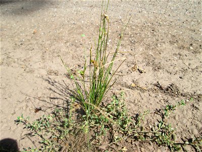 Zarte Binse (Juncus tenuis) am Hauptfriedhof Saarbrücken
