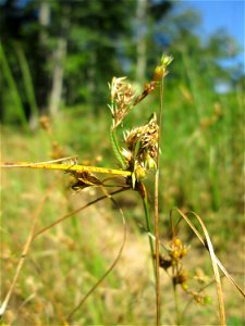 Zarte Binse (Juncus tenuis) im Wald bei Ensheim