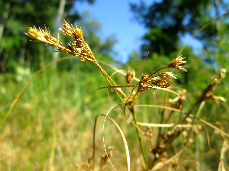 Zarte Binse (Juncus tenuis) im Wald bei Ensheim