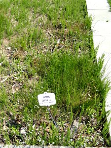 Juncus tenuis specimen in the Botanischer Garten München-Nymphenburg, Munich, Germany.